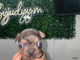 French Bulldog dogs for sale: French Bulldog Puppy 4 - Ad 3