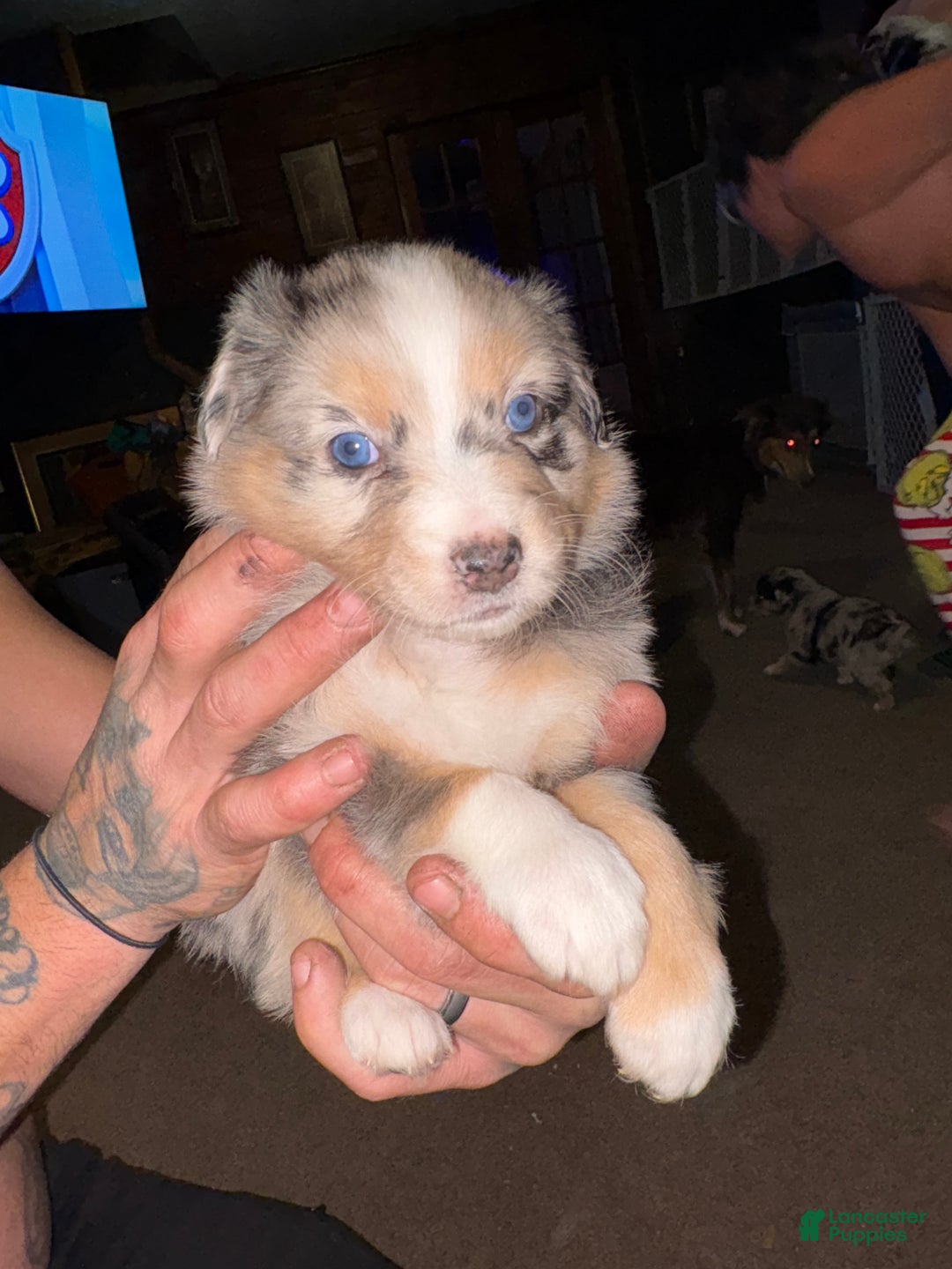 Australian Shepherd dogs for sale: Simba.  - Ad 1