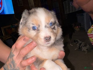 Australian Shepherd dogs Simba. - Ad 6