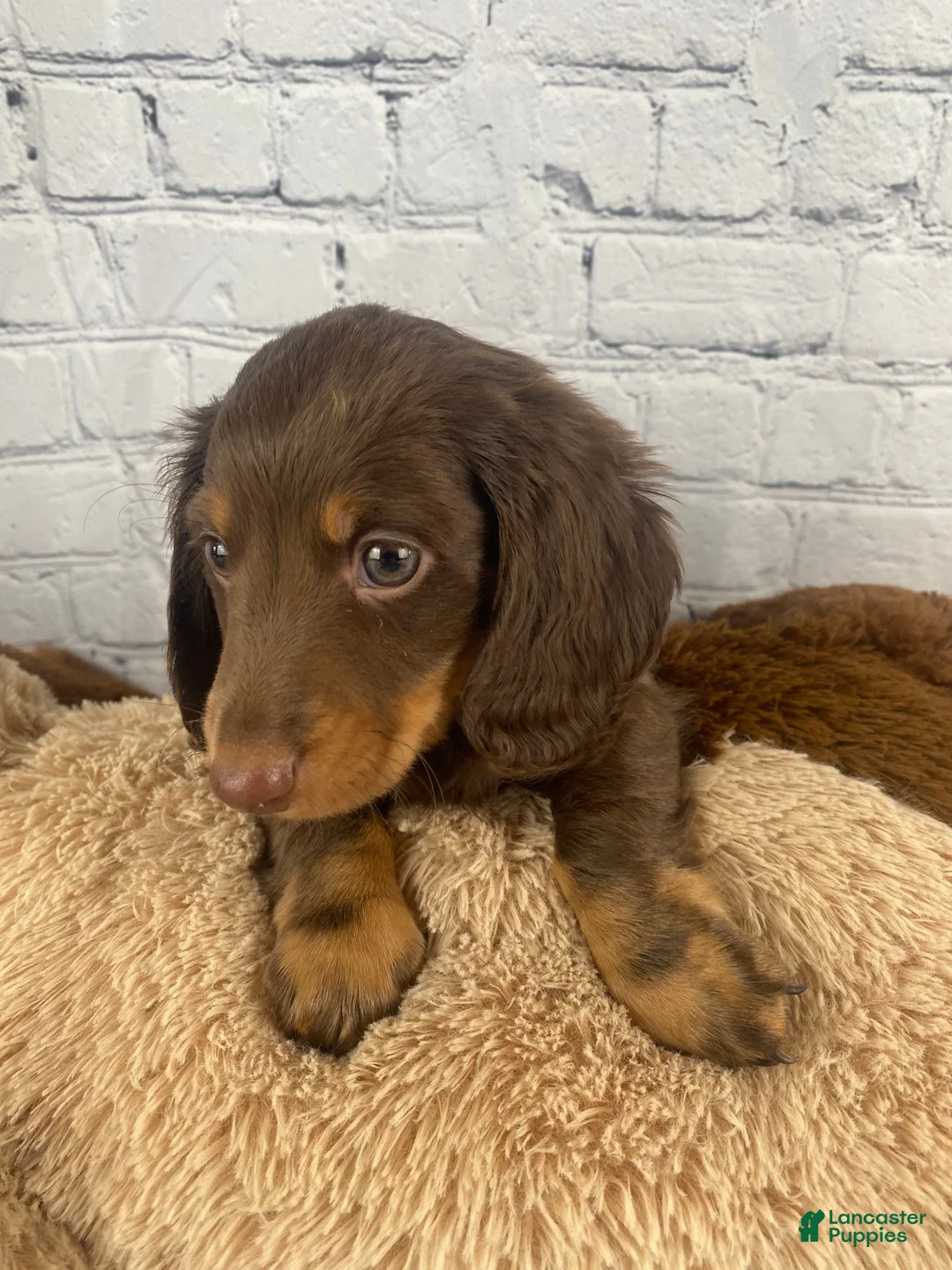 Miniature Dachshund dogs for sale: Franco - Ad 2