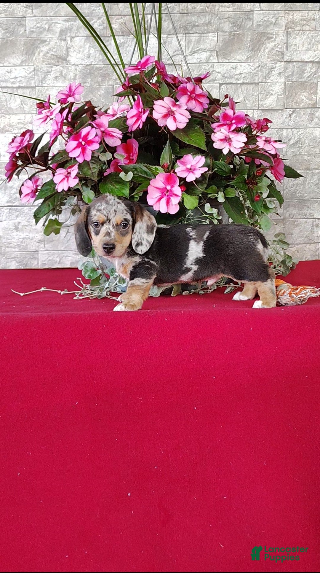 Miniature Dachshund dogs Kendall - Ad 2
