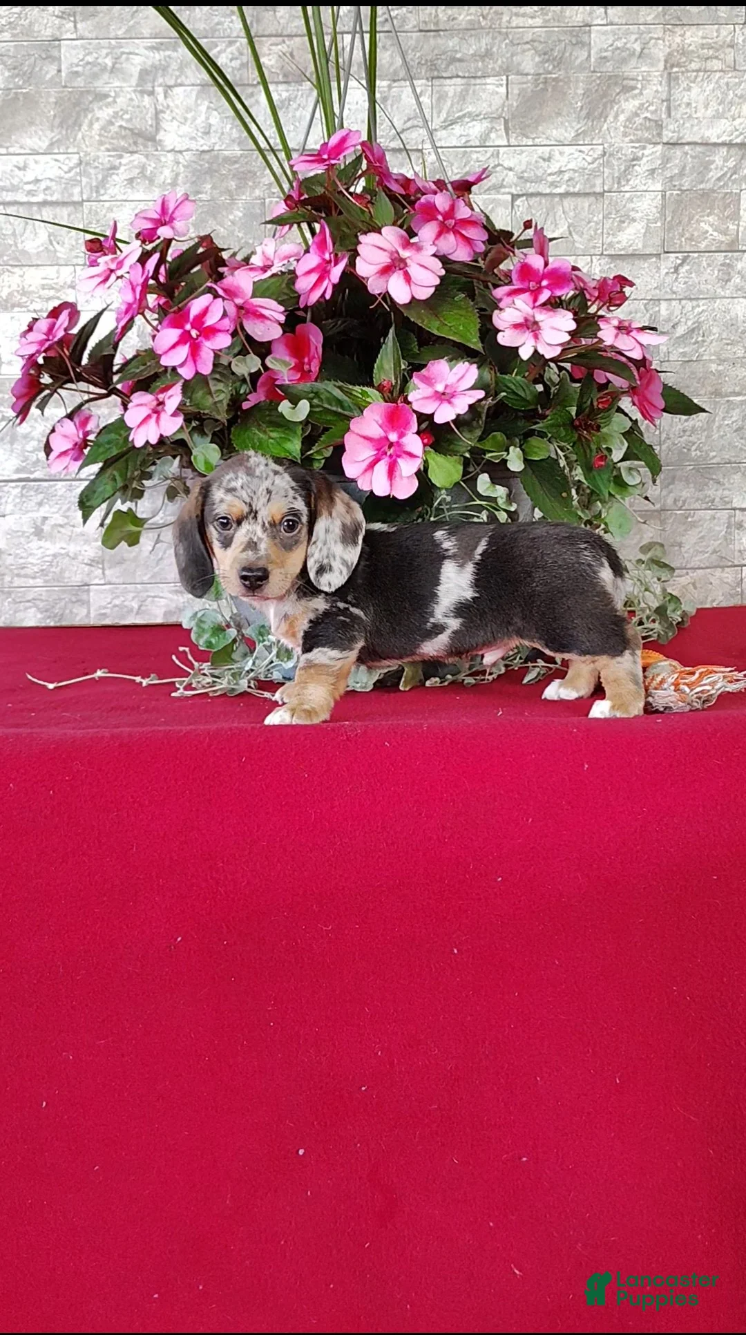 Miniature Dachshund dogs for sale: Kendall - Ad 2
