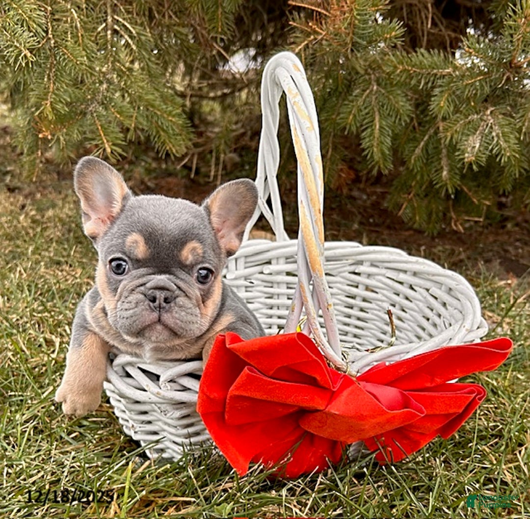 French Bulldog dogs for sale: Reese - Ad 2