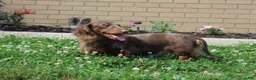 Miniature Dachshund dogs for sale: Olivia - Ad 16