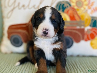 Bernedoodle dogs - Ad 36