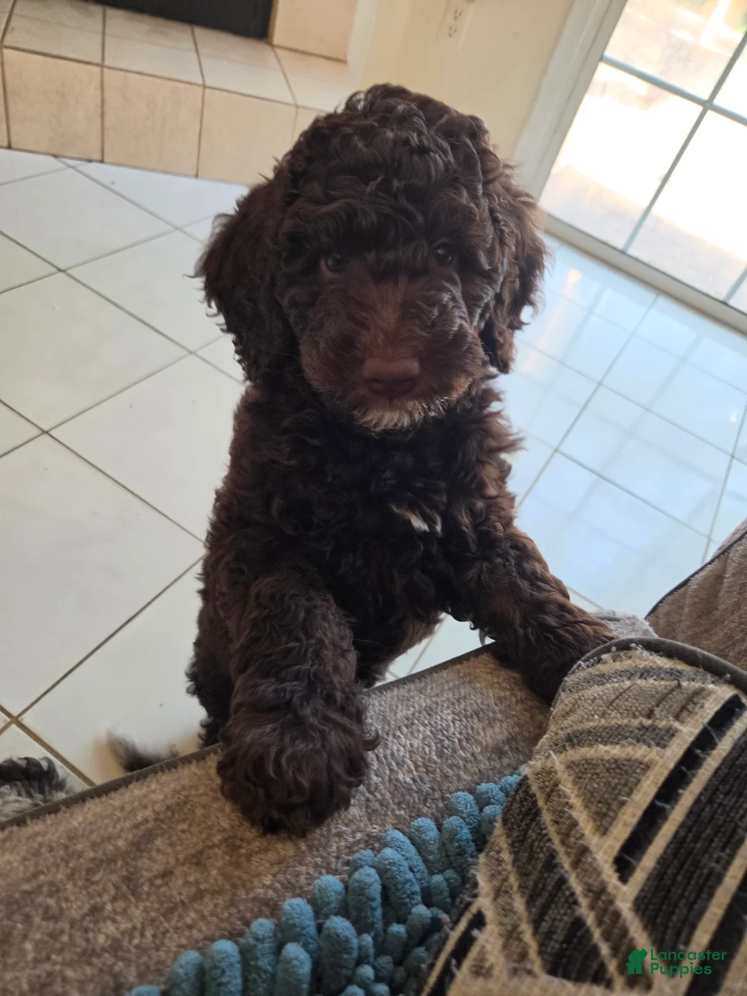 Miniature Poodle dogs for sale: Honey Bun - Ad 1