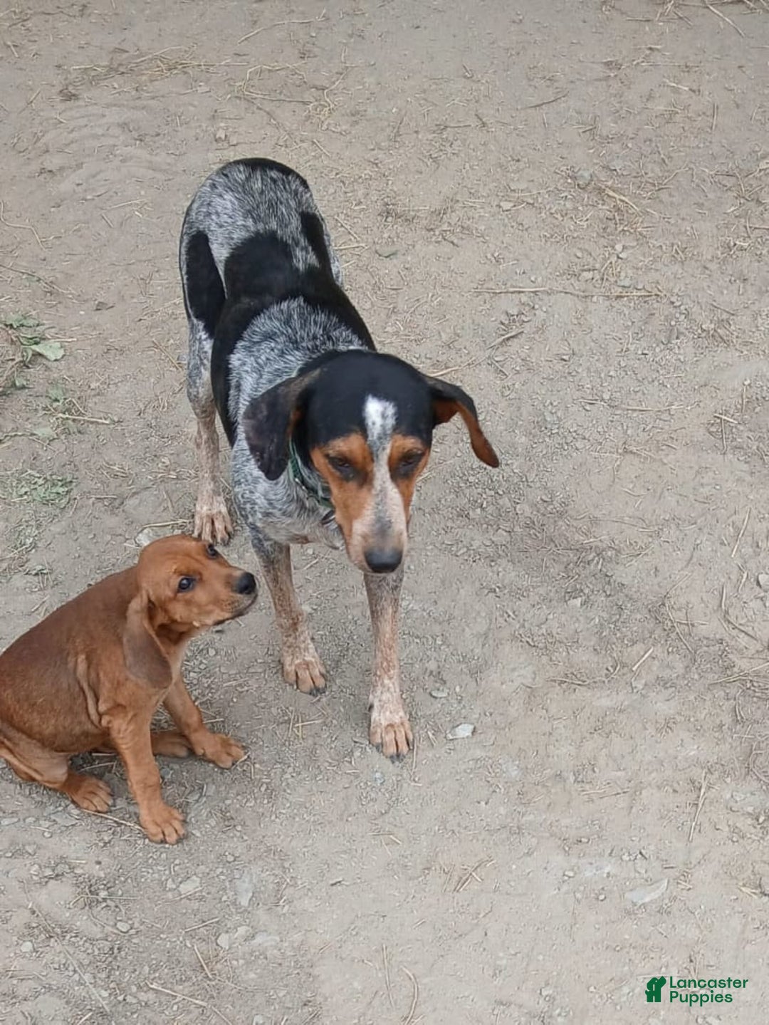 Mixed Breed dogs for sale: Daisy - Ad 3