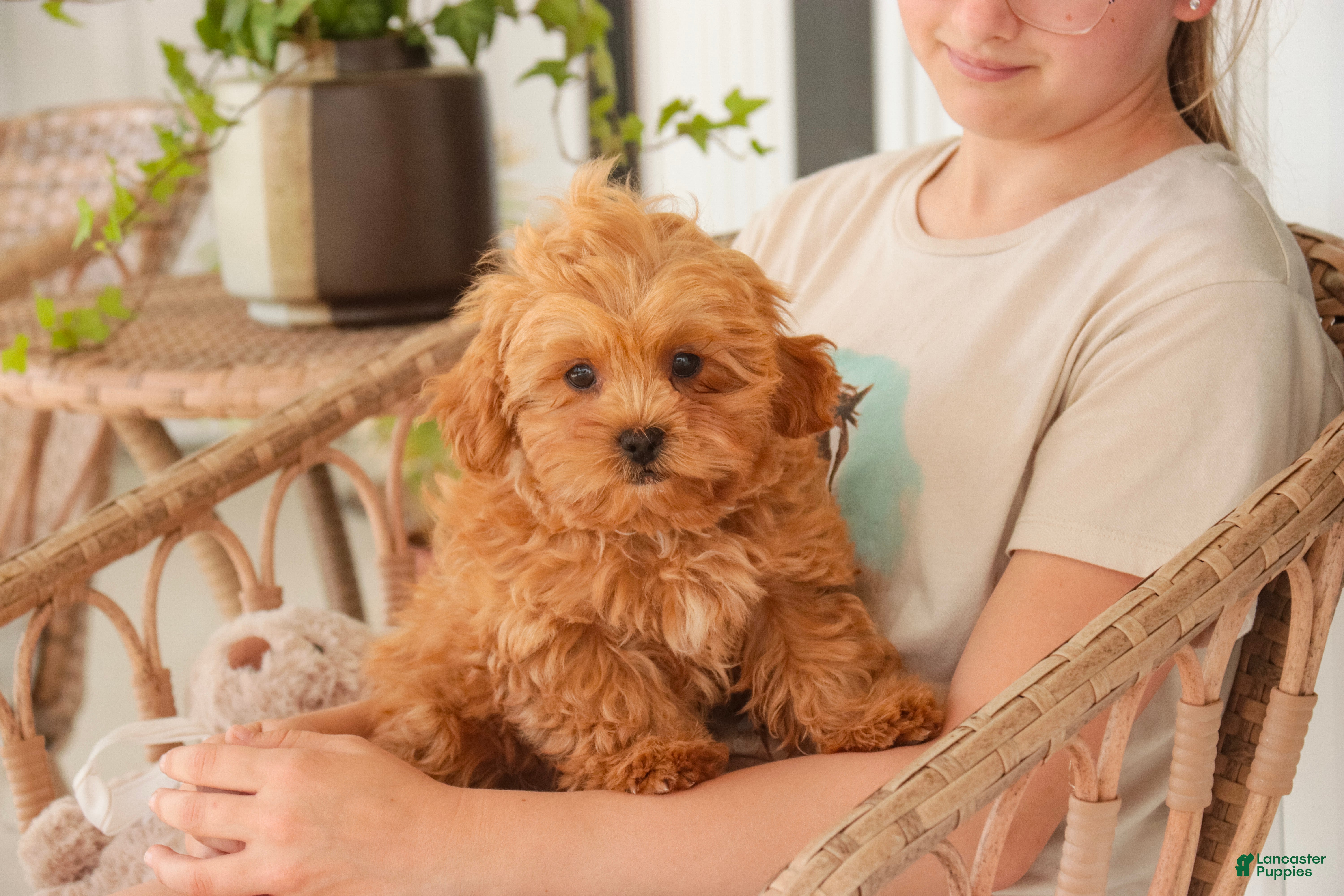 Shihpoo dogs Boone - Ad 2