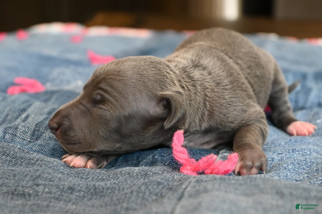Italian Greyhound dogs for sale: Queenie - Ad 2