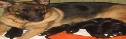 German Shepherd dogs for sale: German Shepherd 7 - Ad 15
