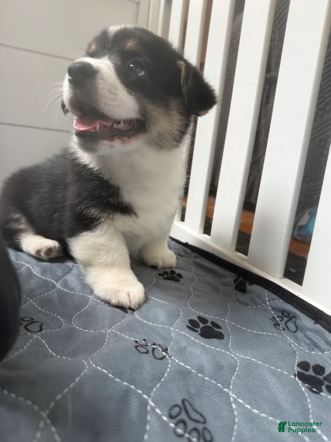 Welsh Corgi Pembroke dogs for sale: Welsh Corgi Pembroke Puppy 1 - Ad 2