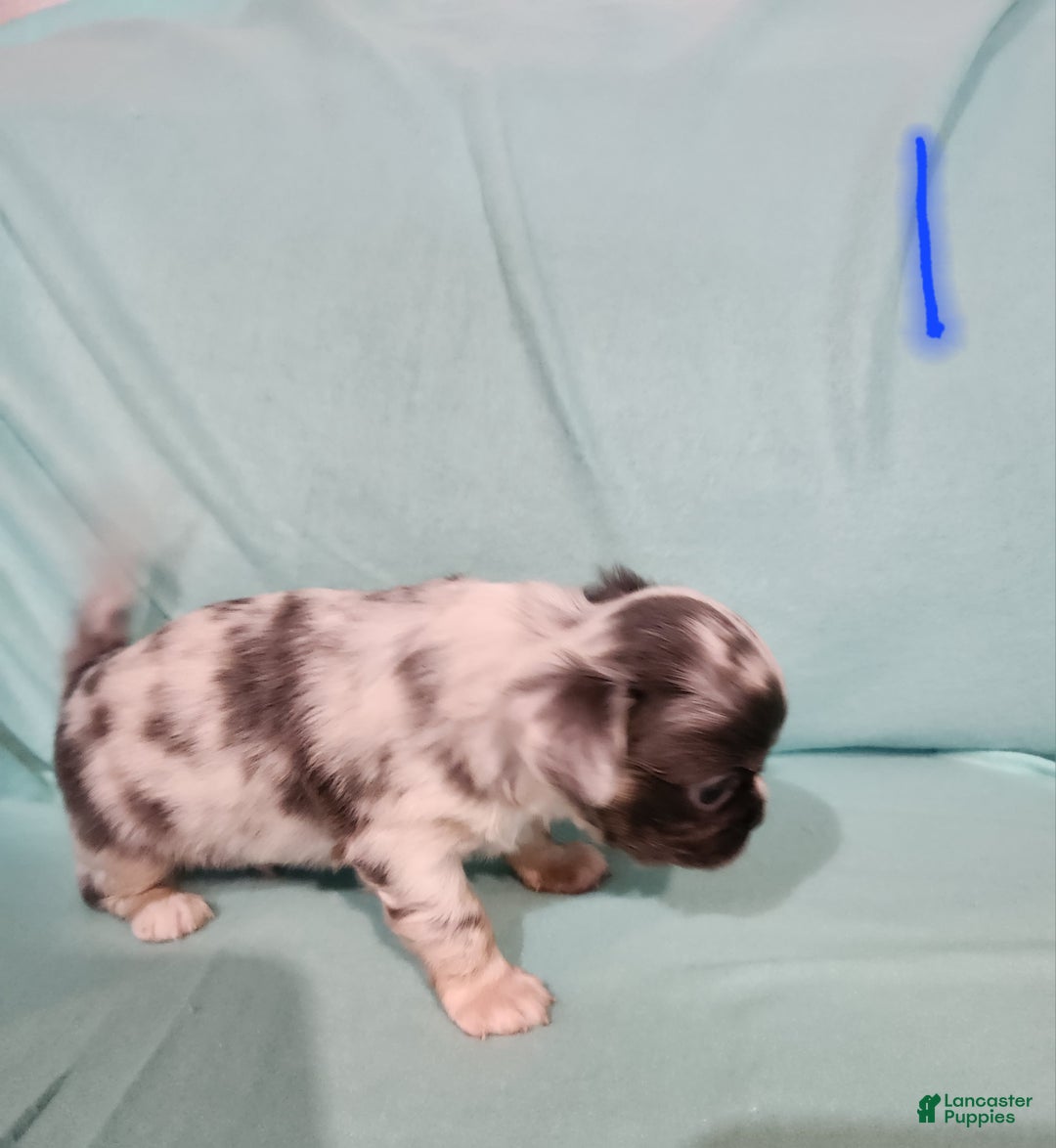 Chihuahua dogs for sale: Boy 1- Blue - Ad 3