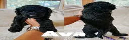 Goldendoodle dogs for sale: Ava - Ad 3