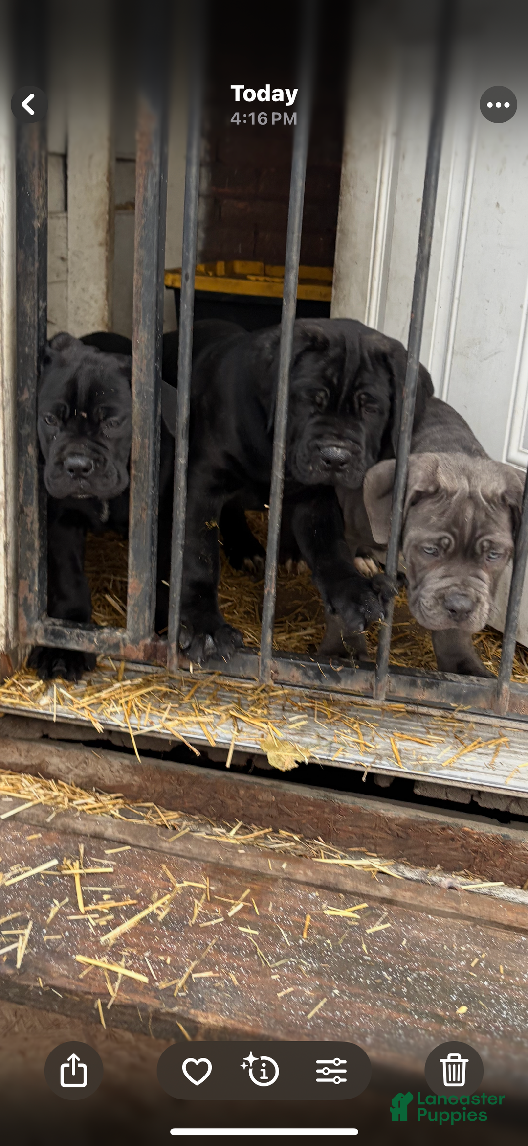 Cane Corso dogs for sale: Cane Corso Puppy 2 - Ad 4