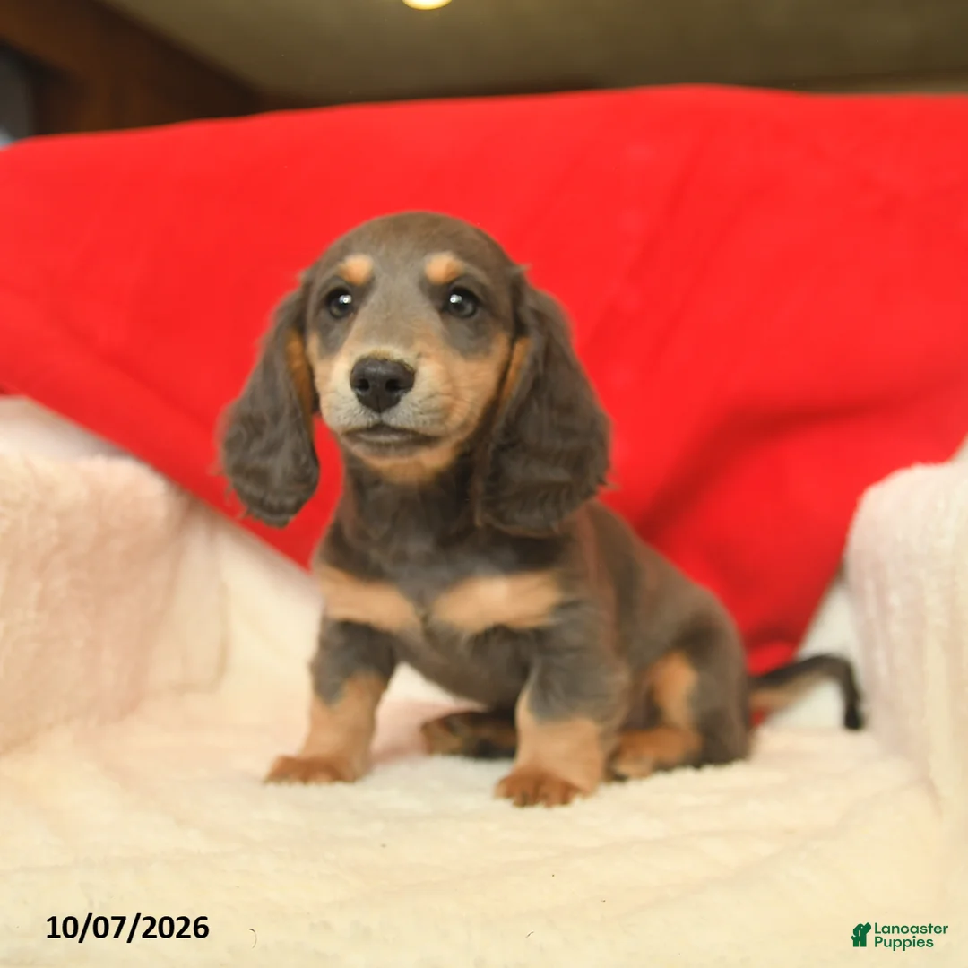 Dachshund dogs for sale: Murphy  - Ad 5