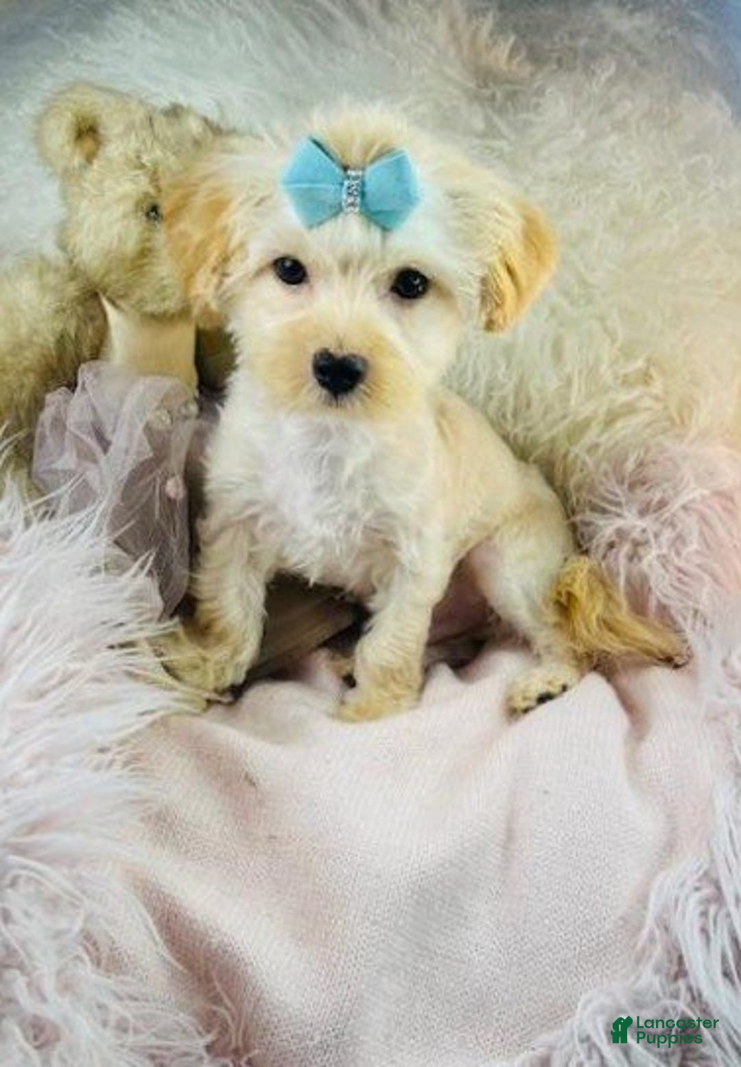 Morkie dogs for sale: Meet Dionne!  Morkie Puppy  - Ad 1