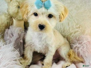 Morkie dogs Meet Dionne! Morkie Puppy - Ad 1