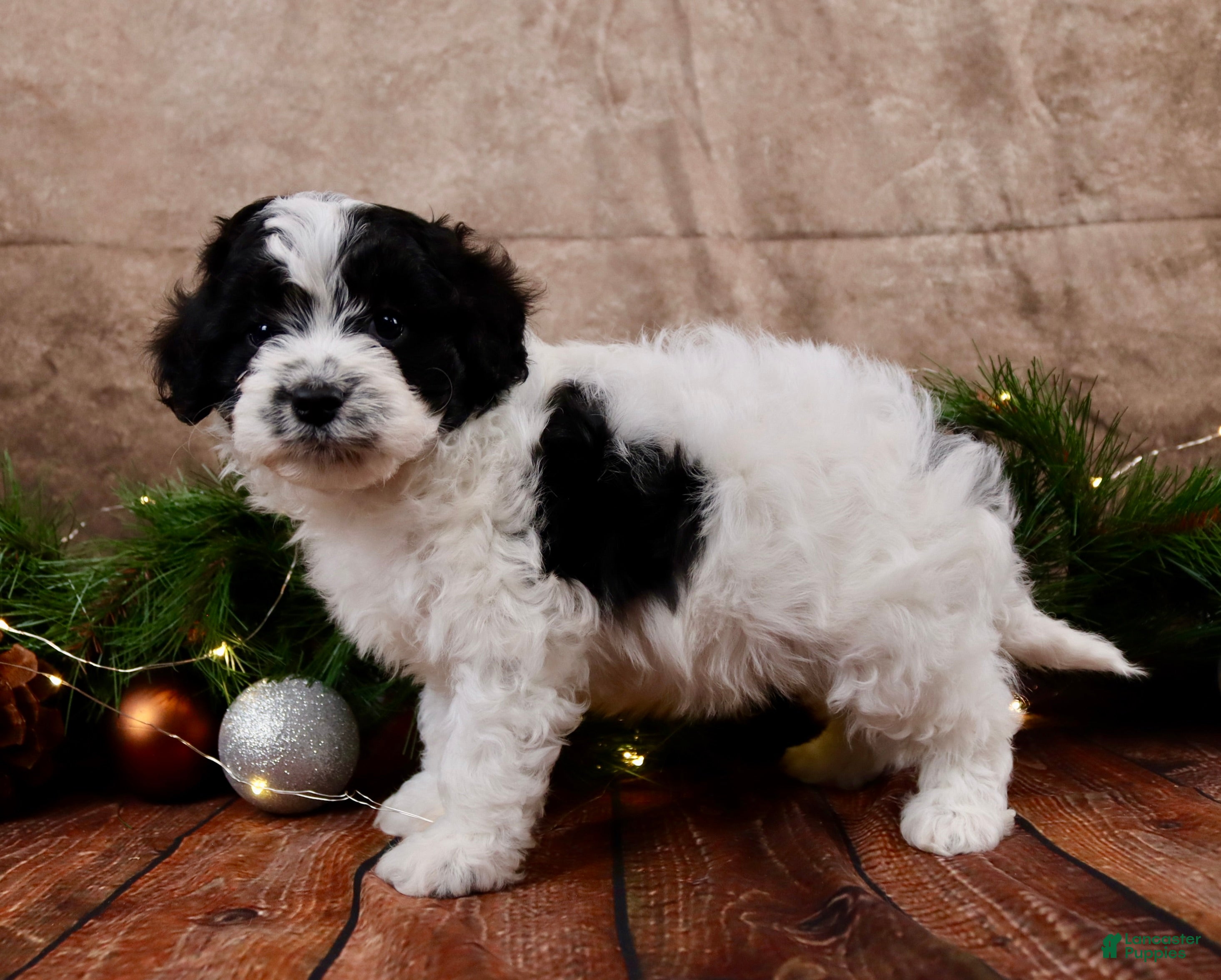 Cavapoo dogs Jack - Ad 5