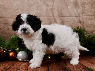 Cavapoo dogs Jack - Ad 16
