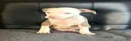 American Bully dogs for sale: American Bully Puppy 2 - Ad 1