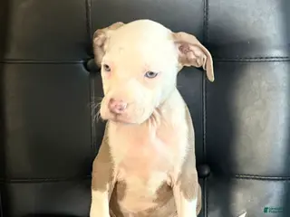 American Bully dogs American Bully Puppy 2 - Ad 33