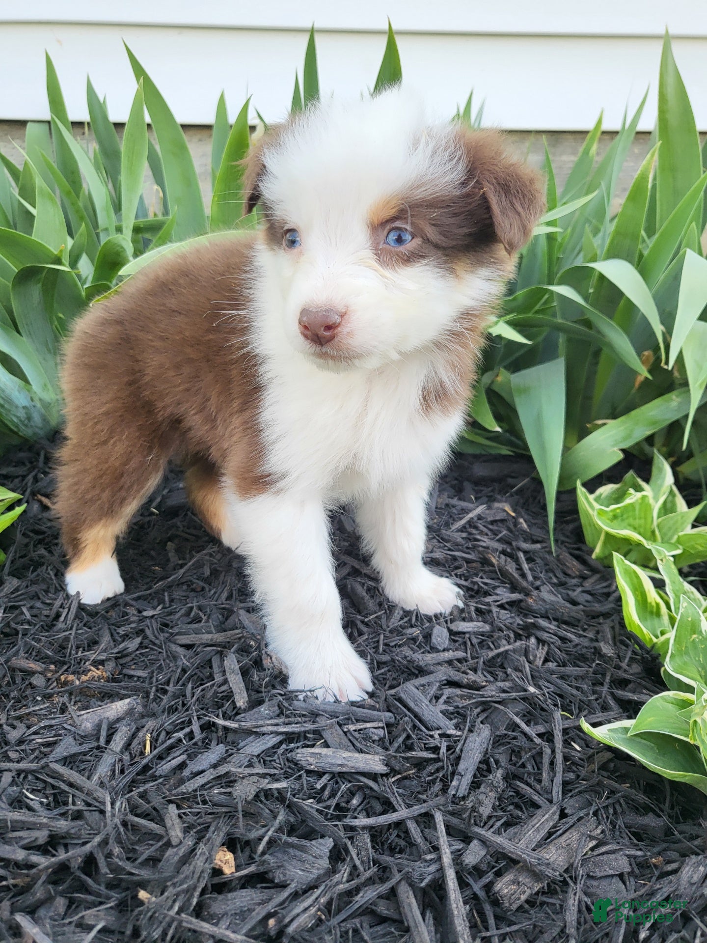Australian Shepherd dogs Australian Shepherd Puppy 4 - Ad 5