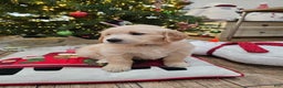 Golden Retriever dogs for sale: Golden Retriever Puppy 6 - Ad 7