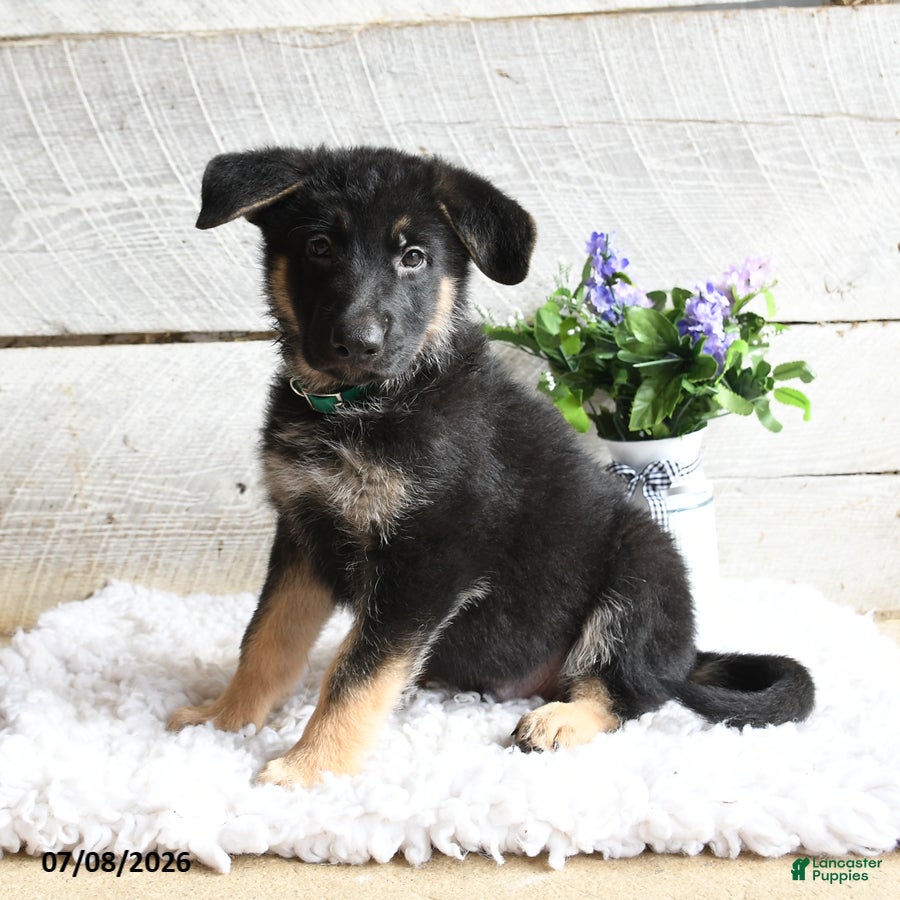 German Shepherd dogs Maverick - Ad 2