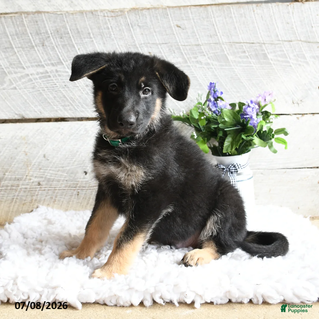 German Shepherd dogs for sale: Maverick - Ad 2