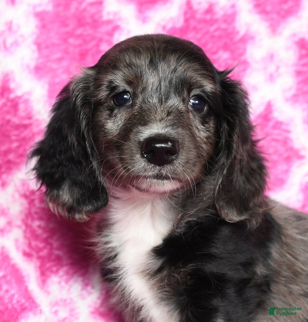Miniature Dachshund dogs for sale: Gabby - Ad 11