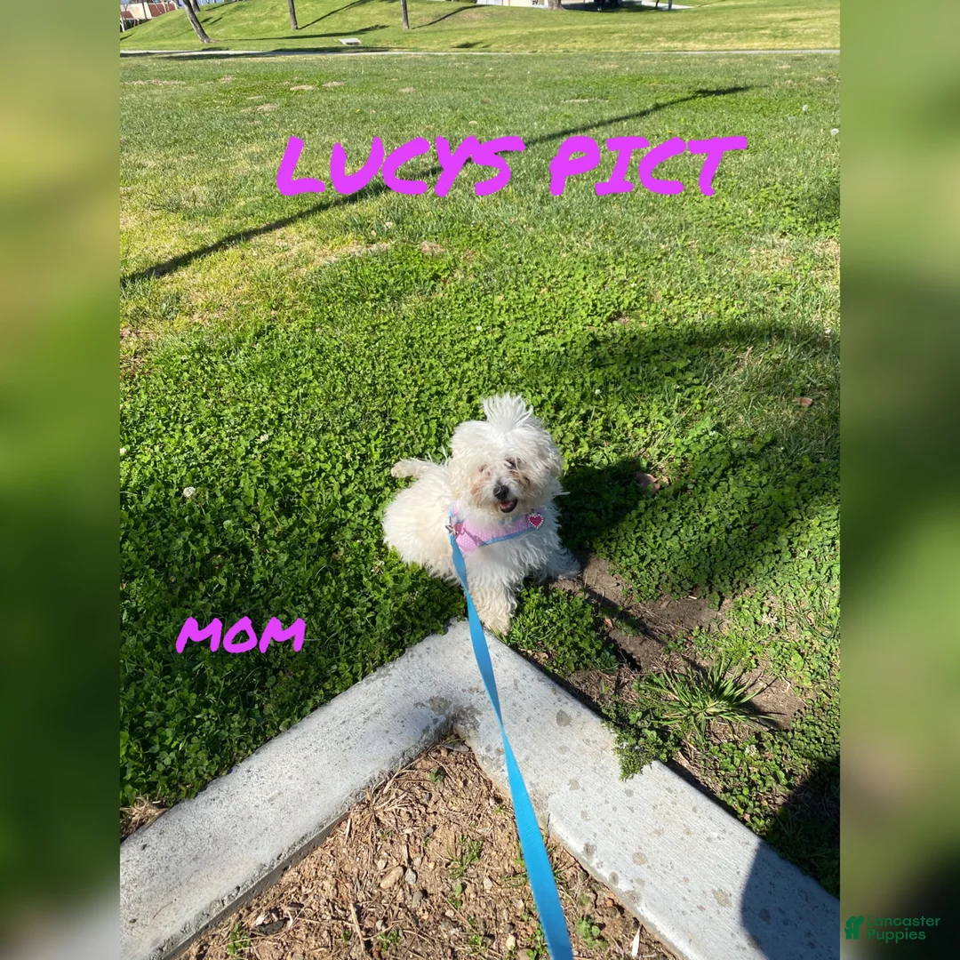 Maltipoo dogs for sale: Maltipoo Puppy 4 - Ad 2