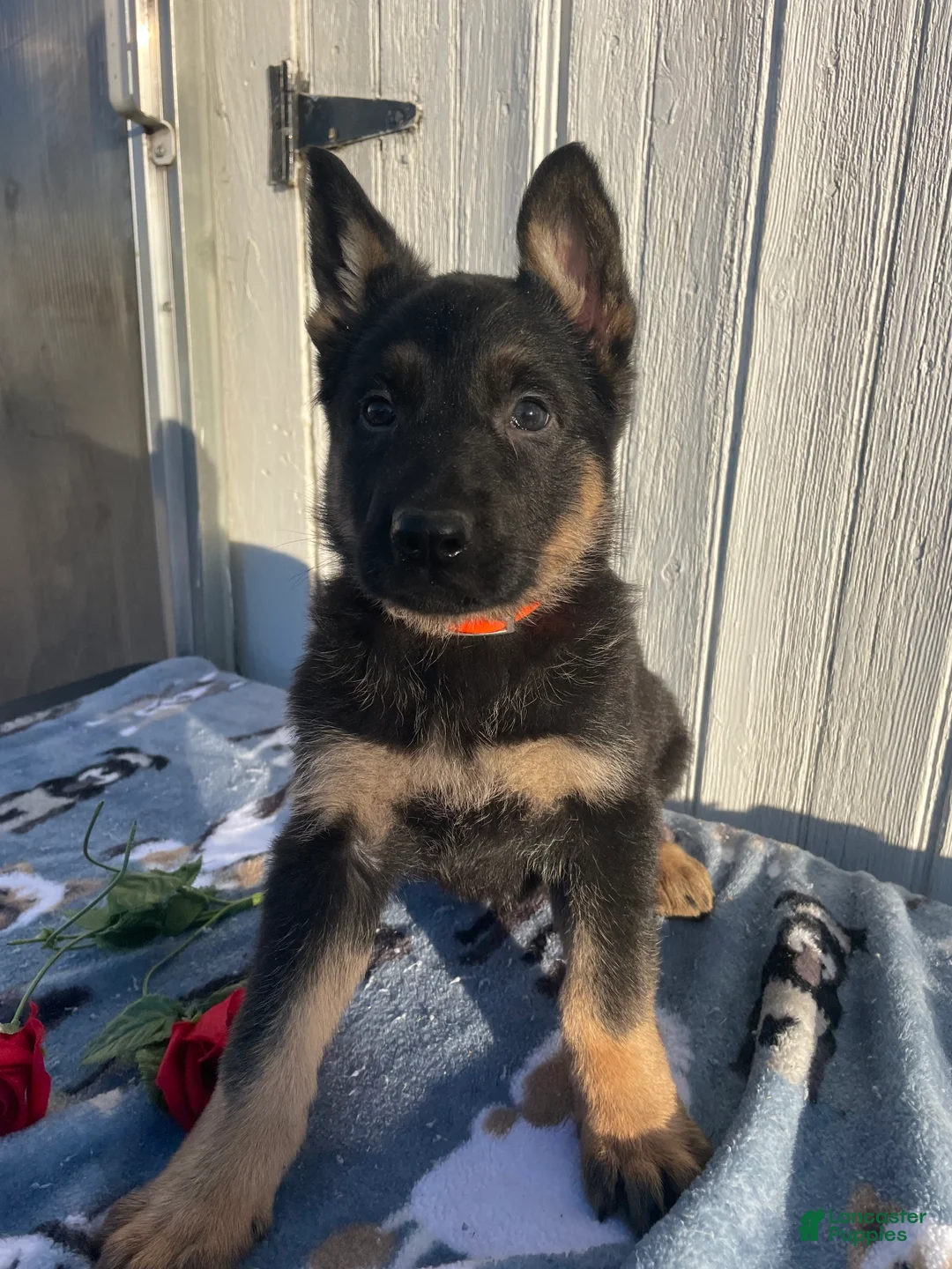 German Shepherd dogs for sale: Chief - Ad 2