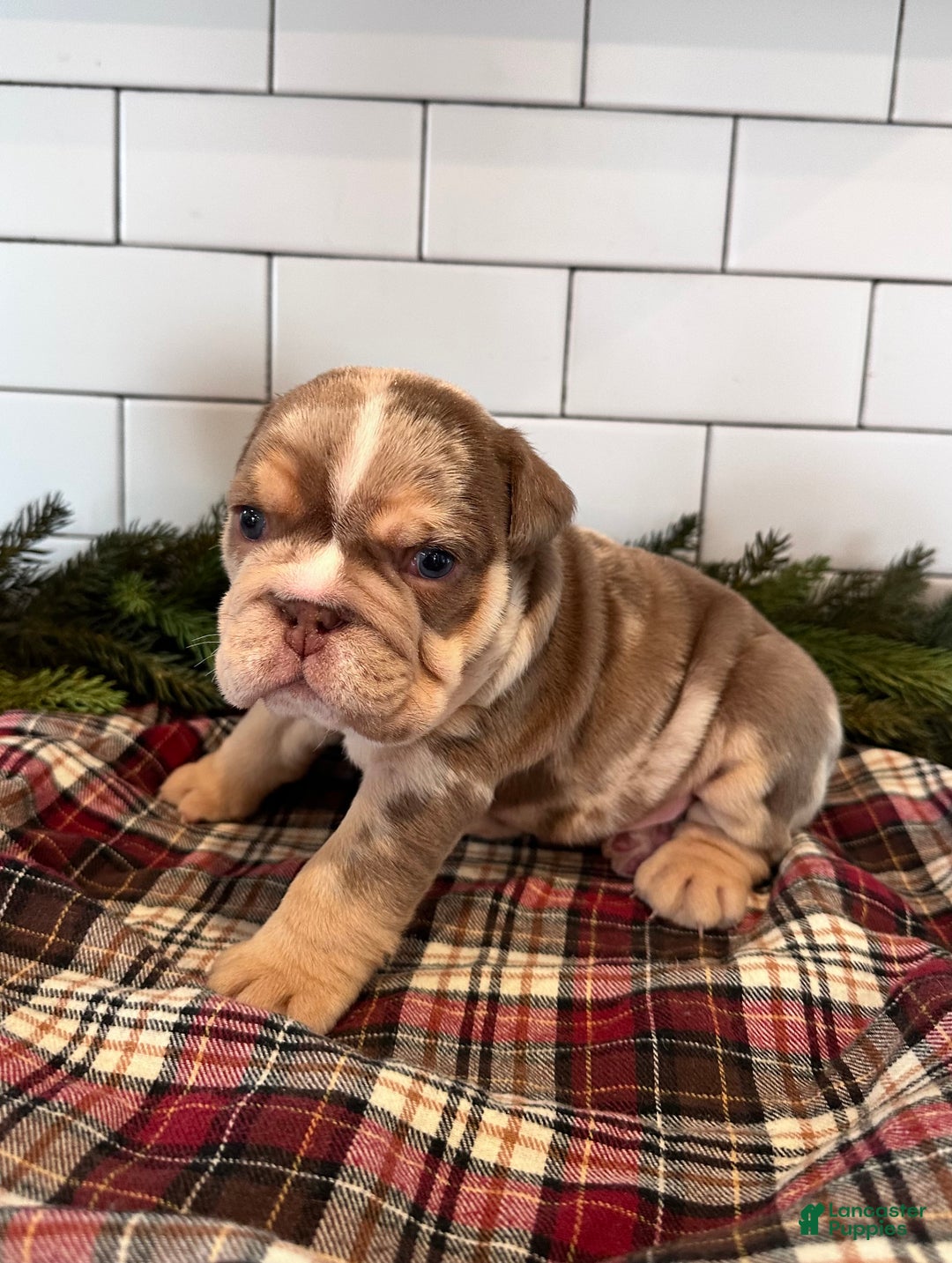 English Bulldog dogs for sale: Teddy - Ad 1