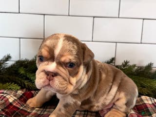 English Bulldog dogs for sale: Teddy - Ad 2