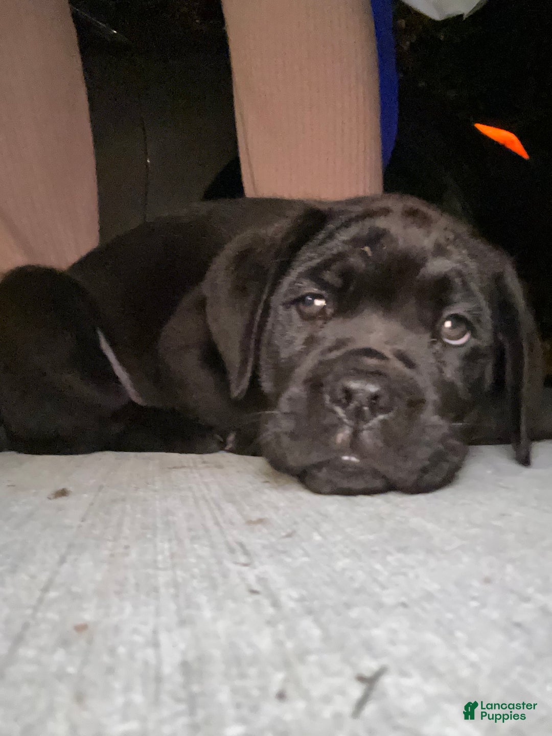 Cane Corso dogs for sale: Scruff  - Ad 2