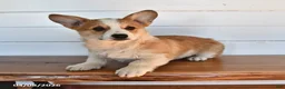 Welsh Corgi Pembroke dogs for sale: Toffee - Ad 4