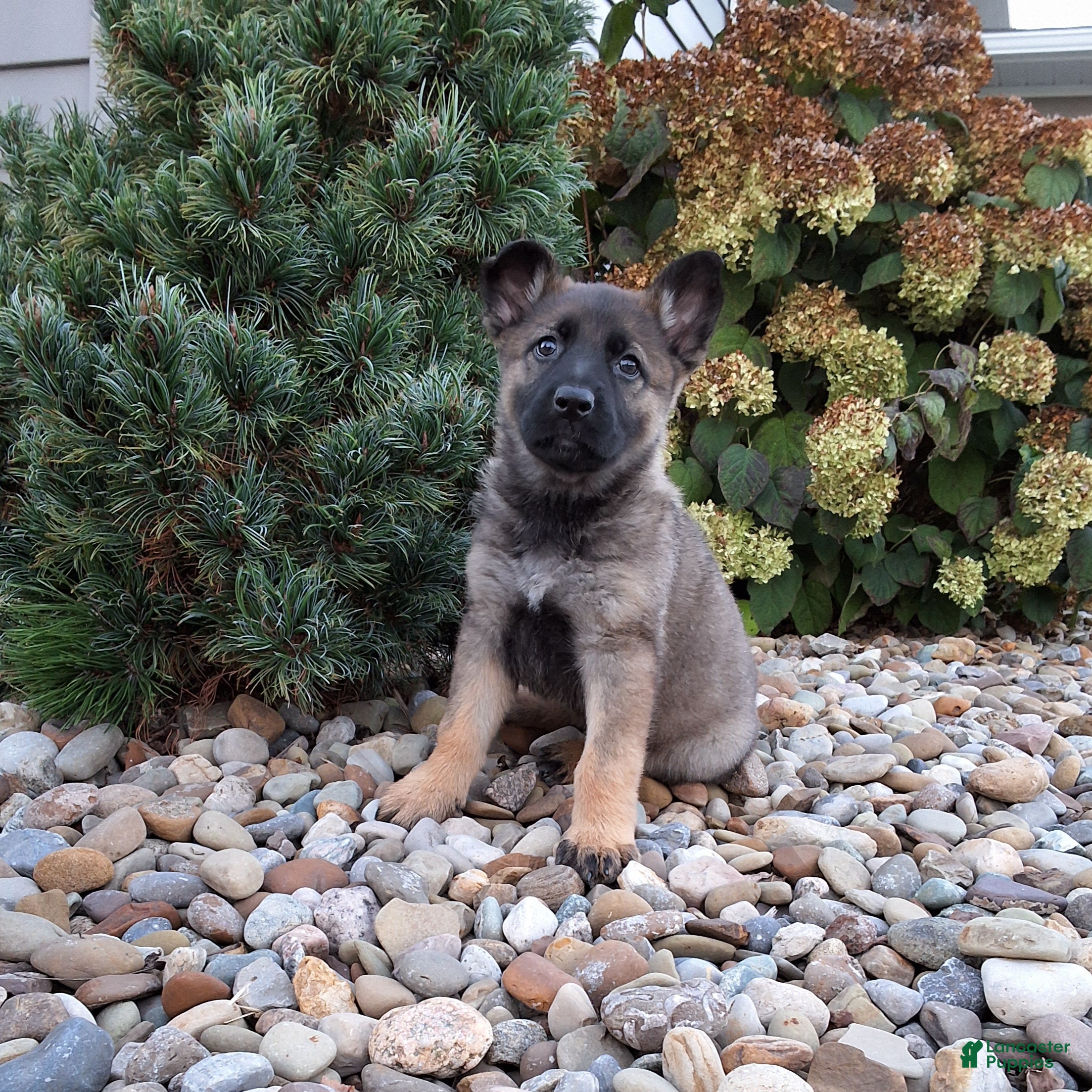 German Shepherd dogs for sale: Lily - Ad 1