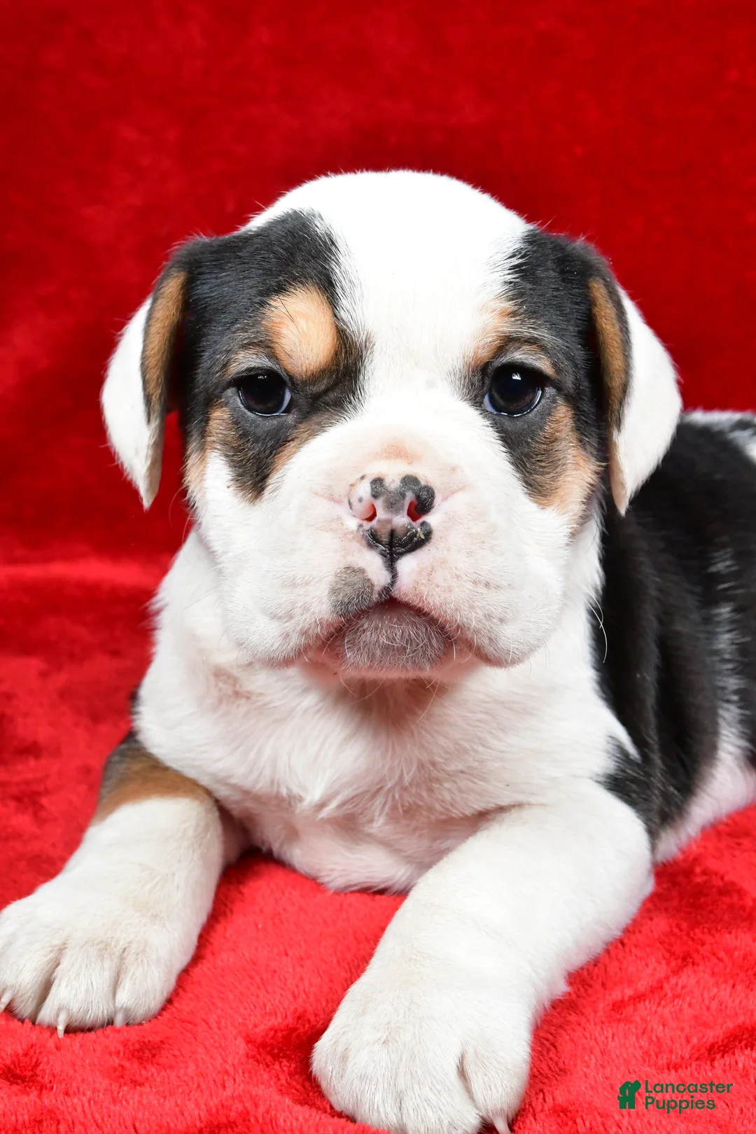 Beabull dogs for sale: Willow - Ad 3