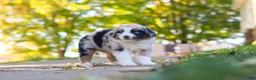Miniature Australian Shepherd dogs for sale: Zoomer - Ad 3