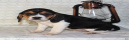 Beagle dogs for sale: Macy - Ad 2