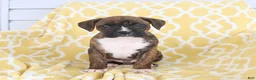 Boxer dogs for sale: Amber - Ad 3