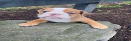 English Bulldog dogs for sale: Harley - Ad 1