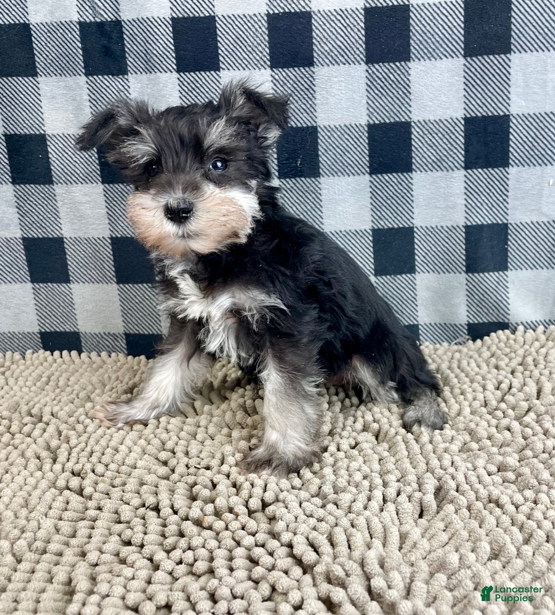 Miniature Schnauzer dogs for sale: Susie - Ad 4