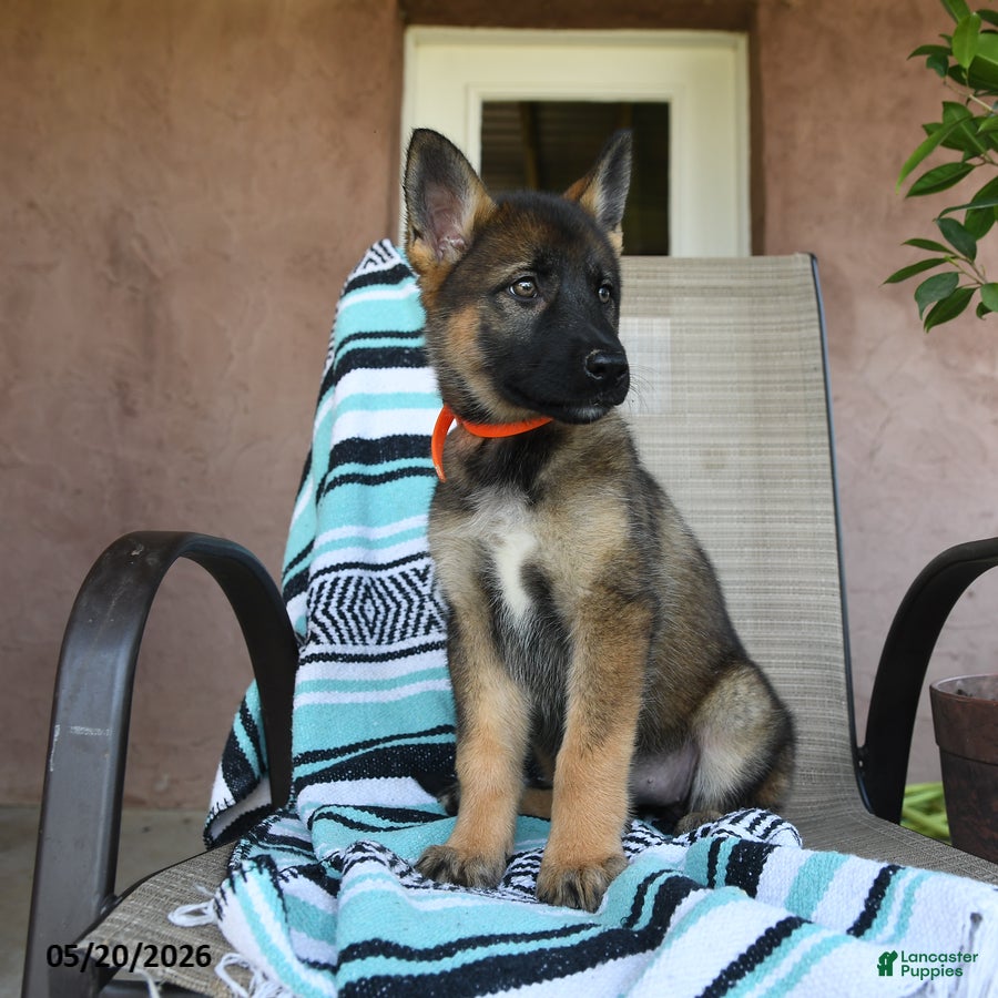 German Shepherd dogs for sale: Gretchun - Ad 2