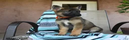 German Shepherd dogs for sale: Gretchun - Ad 1