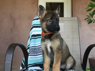 German Shepherd dogs for sale: Gretchun - Ad 2