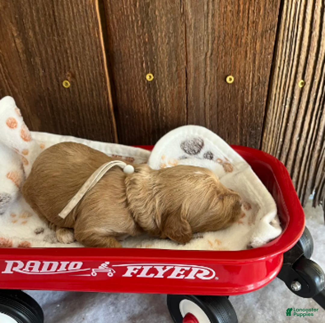 Mini Goldendoodle dogs for sale: Biscuit - Ad 2