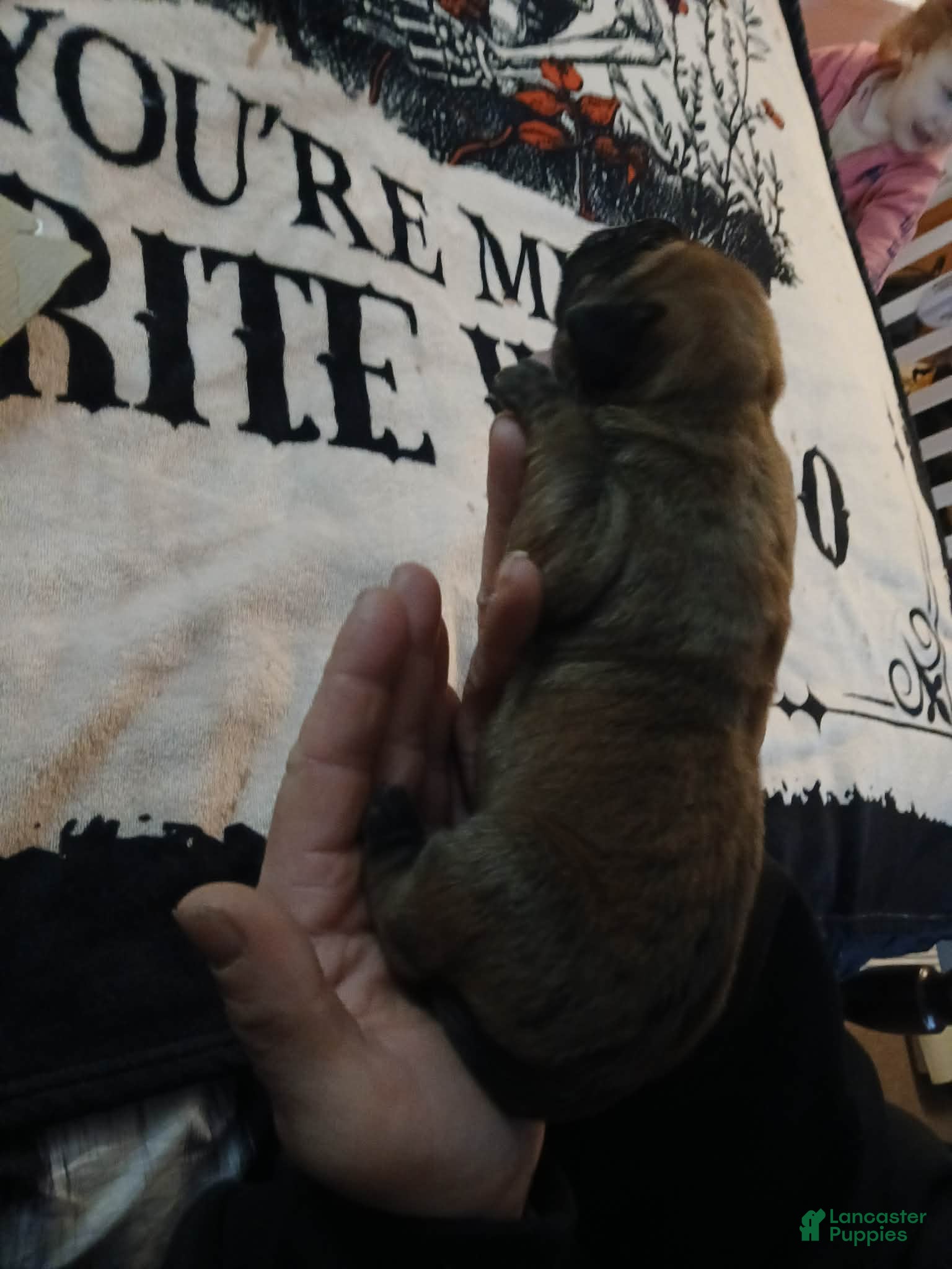 Presa Canario dogs Presa Canario Puppy 6 - Ad 6