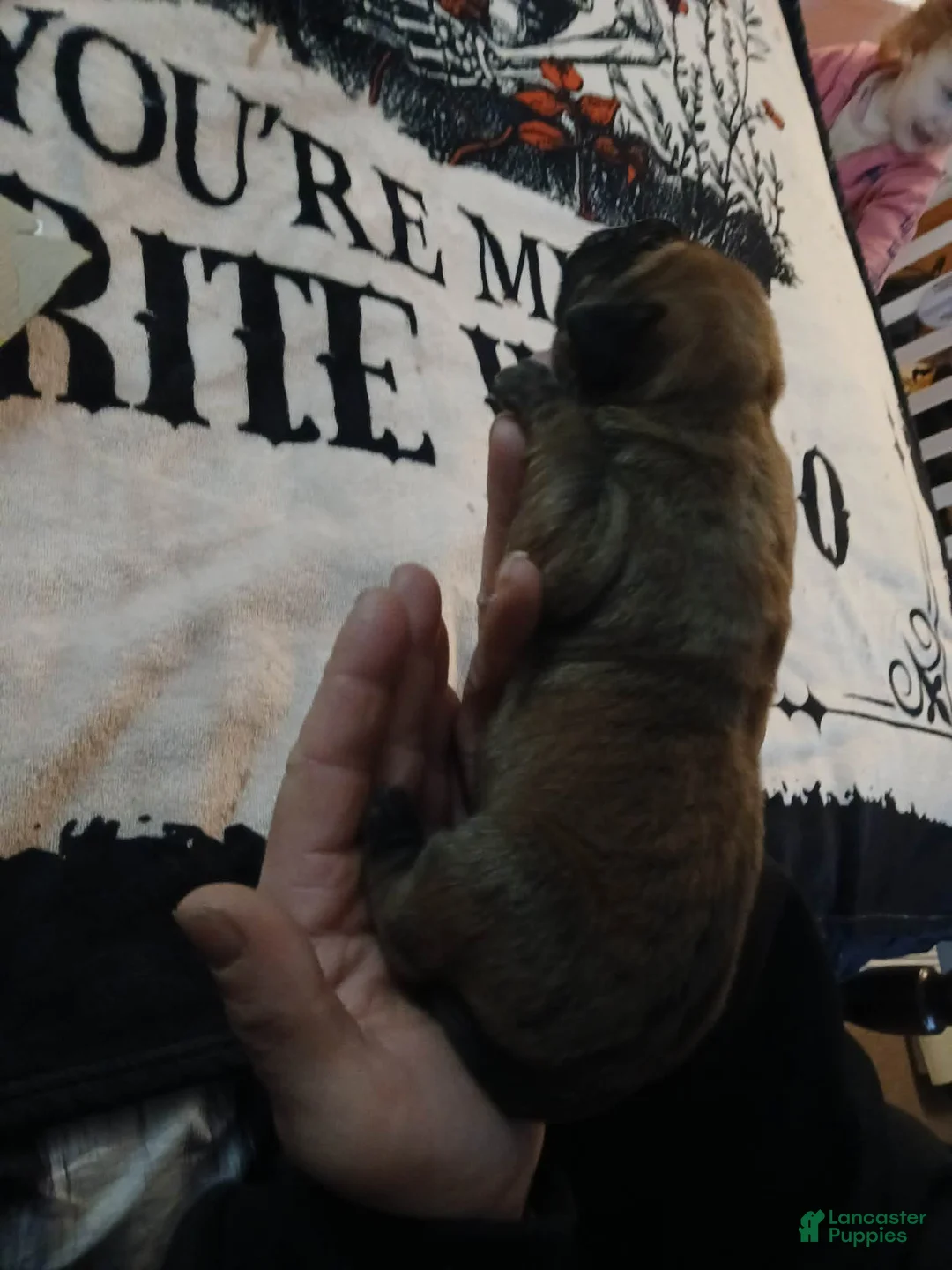 Presa Canario dogs for sale: Presa Canario Puppy 6 - Ad 1