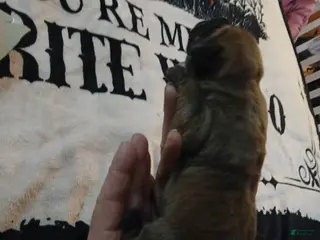 Presa Canario dogs Presa Canario Puppy 6 - Ad 6